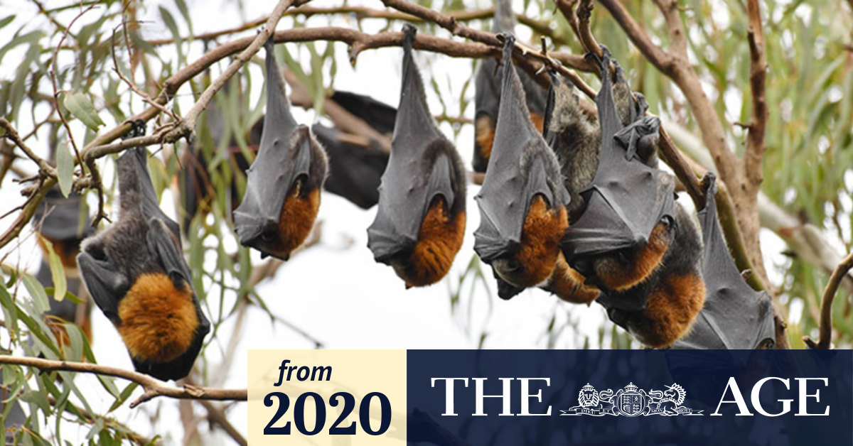 Video Fruit bat colony at Yarra Bend
